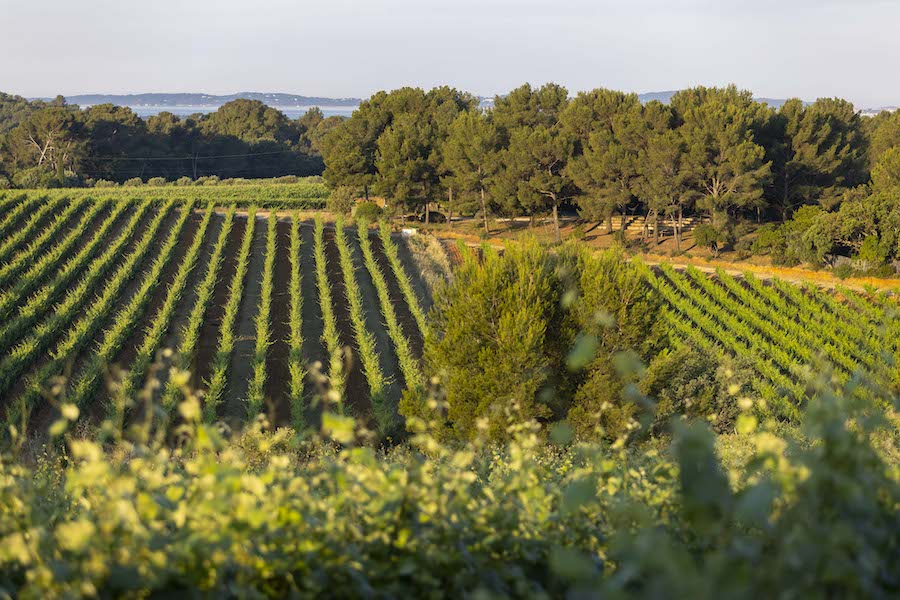 Domaine Figuière